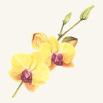 花纹