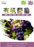 葡萄海报