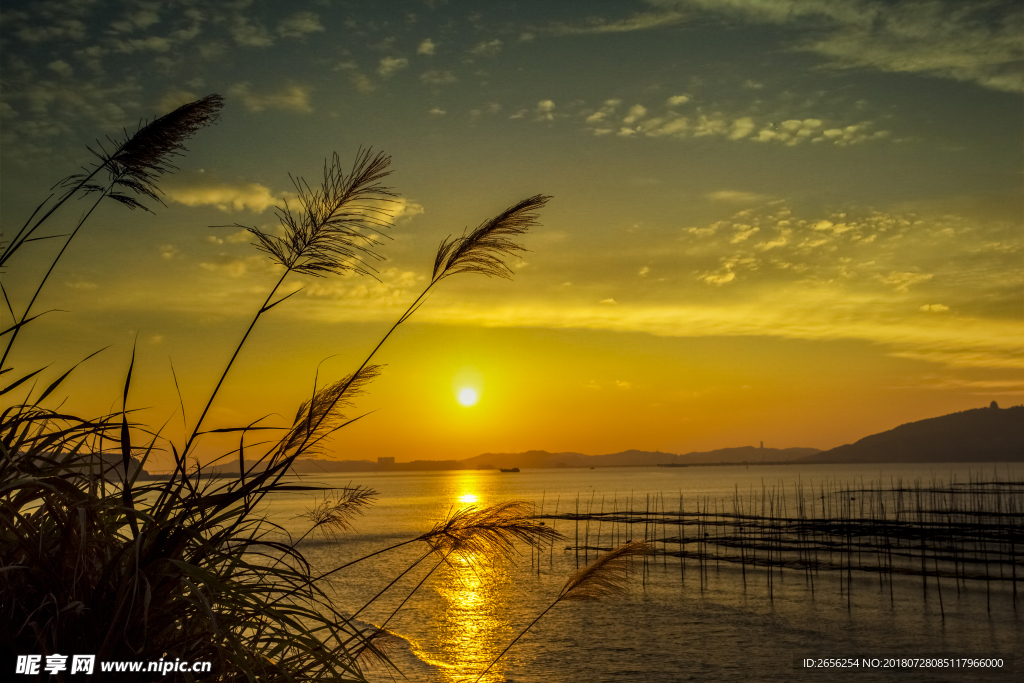 夕阳芦苇湖泊