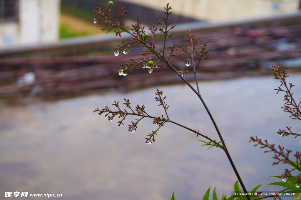 下雨   夏雨