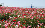 花海