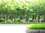 公园绿化