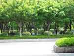 公园绿化