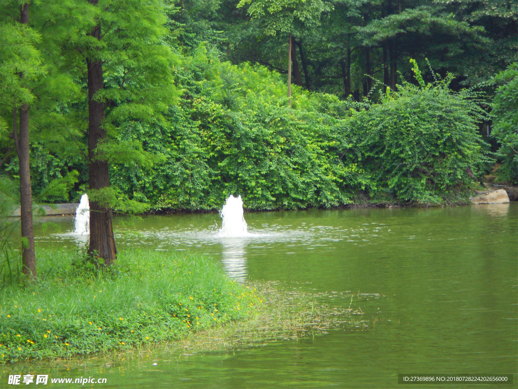 水杉