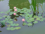 莲花