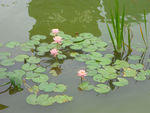 莲花