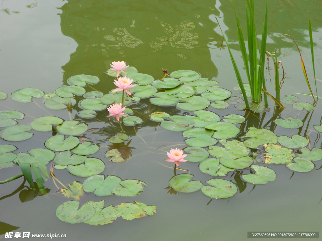 莲花