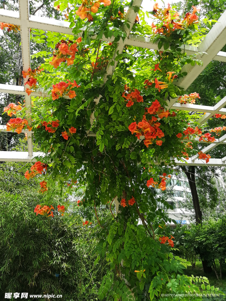 橙红色藤蔓小花