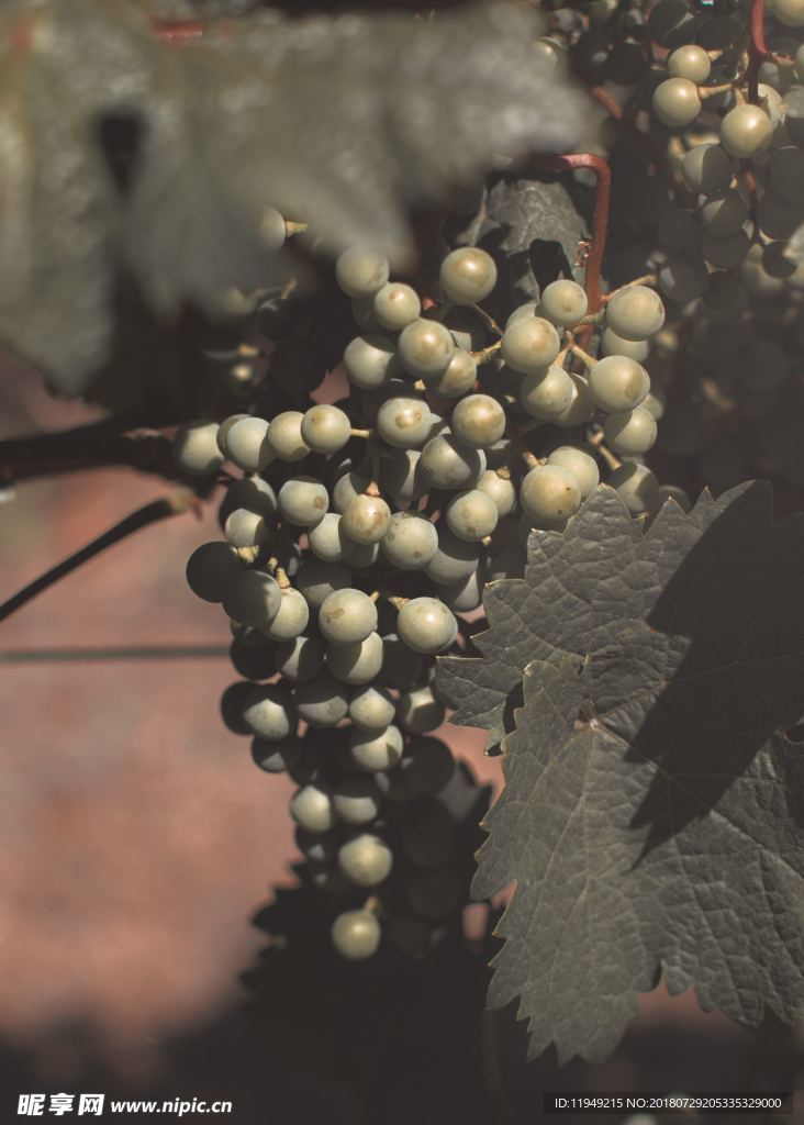新鲜葡萄    高清水果摄影