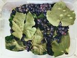 新鲜葡萄    高清水果摄影