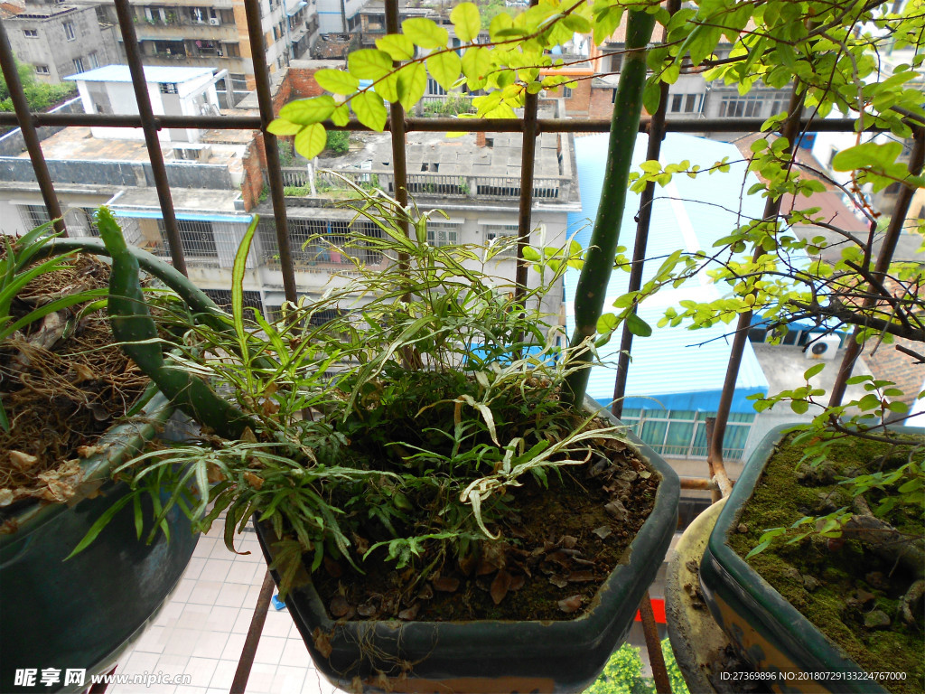 阳台植物