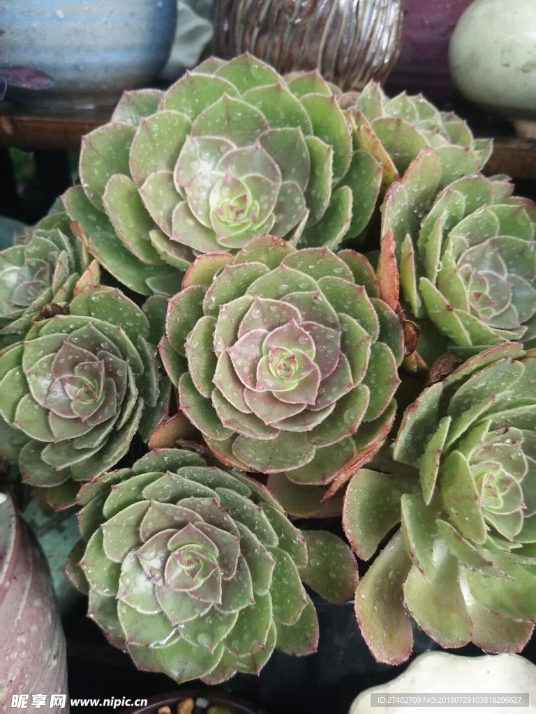 多肉