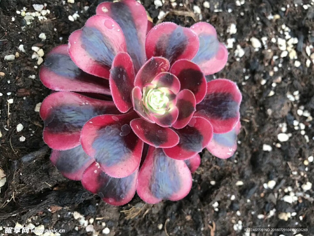 多肉