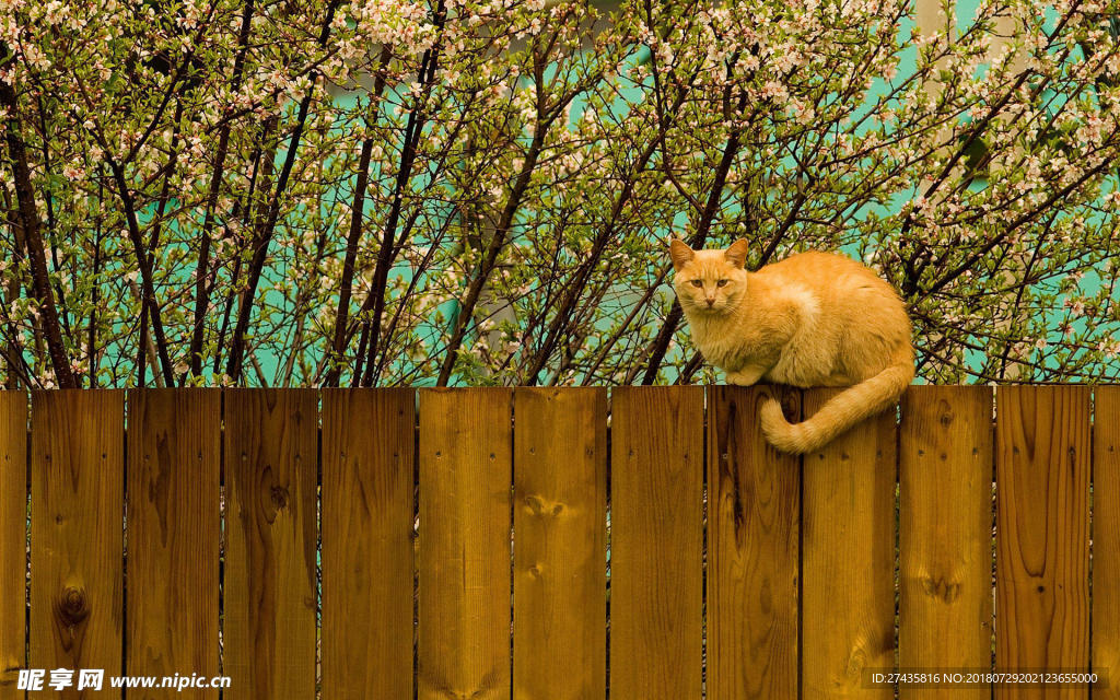 猫