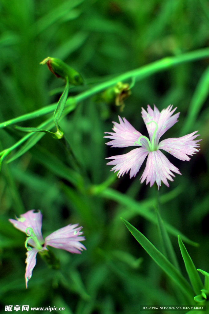 小花