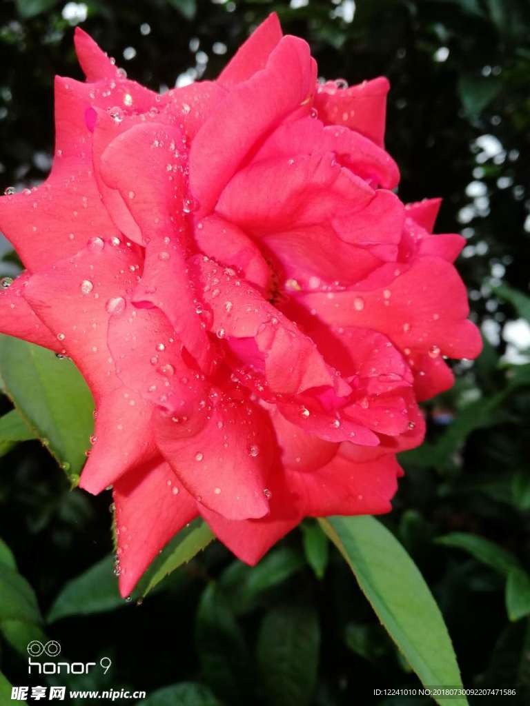 雨后月季花