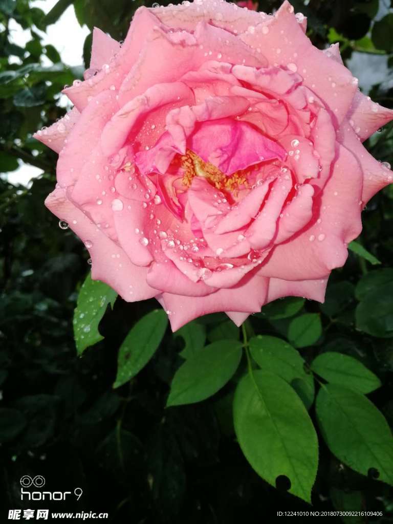 雨后月季花