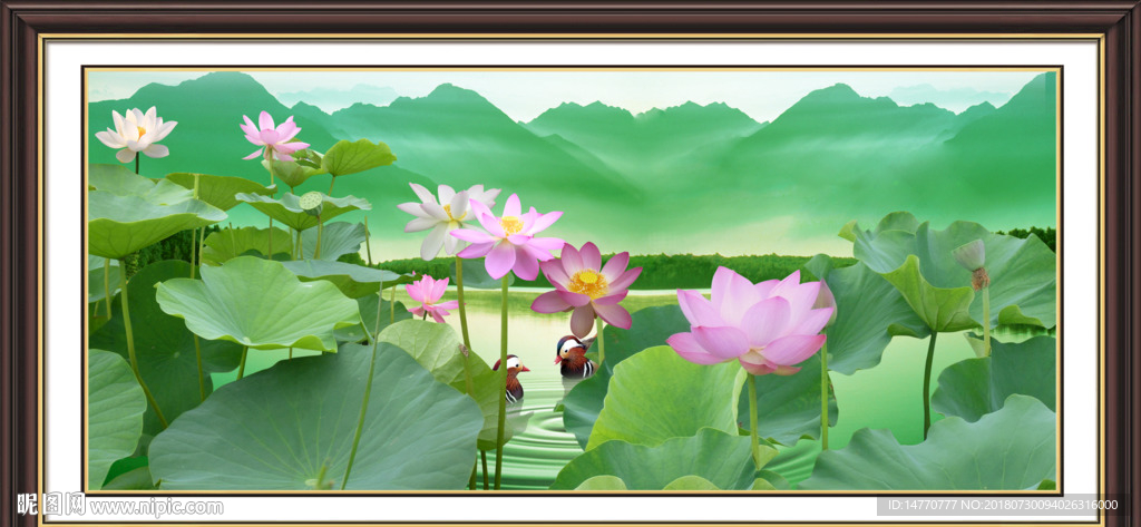 荷花风景