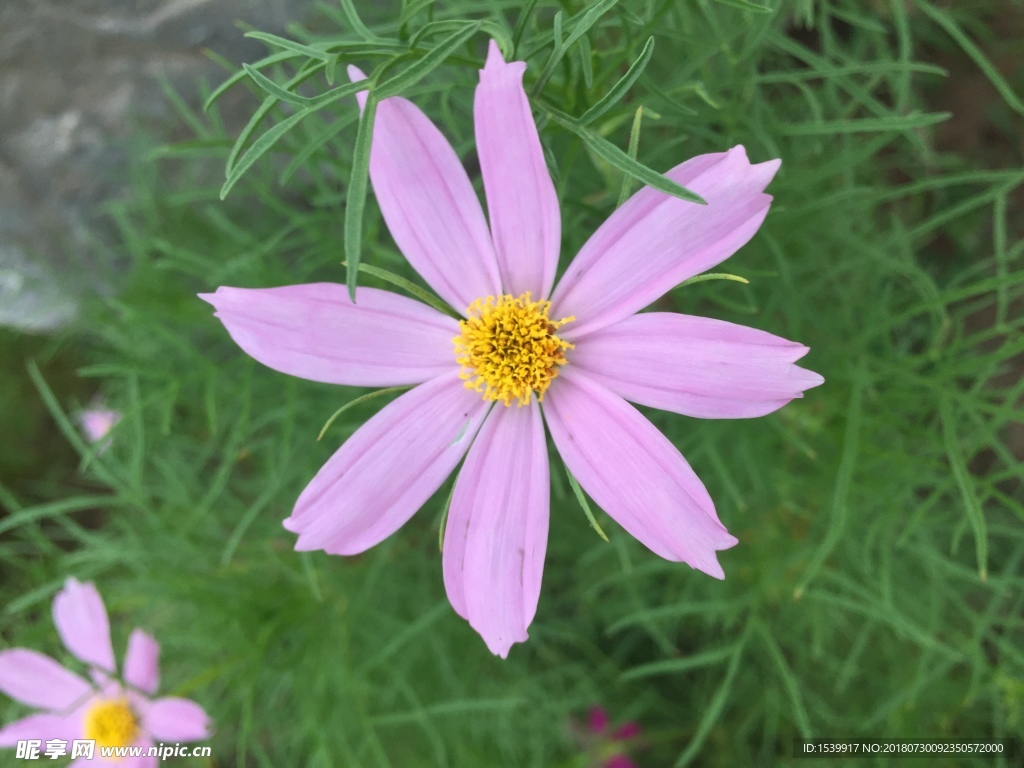 波斯菊