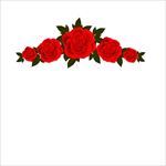 玫瑰花