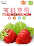 草莓海报