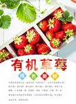 草莓海报