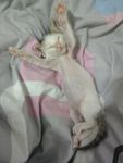 小猫 奶猫 可爱 呆萌