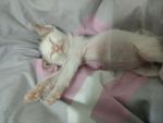 小猫