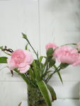 康乃馨 鲜花 可爱 鲜艳 清新