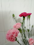 康乃馨 鲜花 漂亮