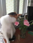 小猫 奶猫 可爱 呆萌 睡着的