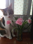 小猫 奶猫 可爱 呆萌 睡着的
