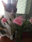 小猫 奶猫 可爱 呆萌 睡着的