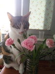 猫 奶猫 可爱 呆萌 睡着的