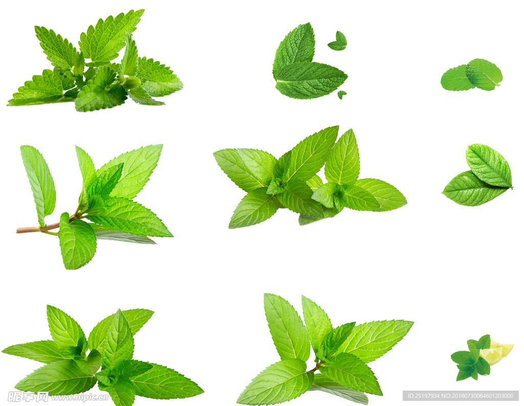 绿色植物薄荷叶图片素材高清桌面壁纸_桌面壁纸_mm4000图片大全
