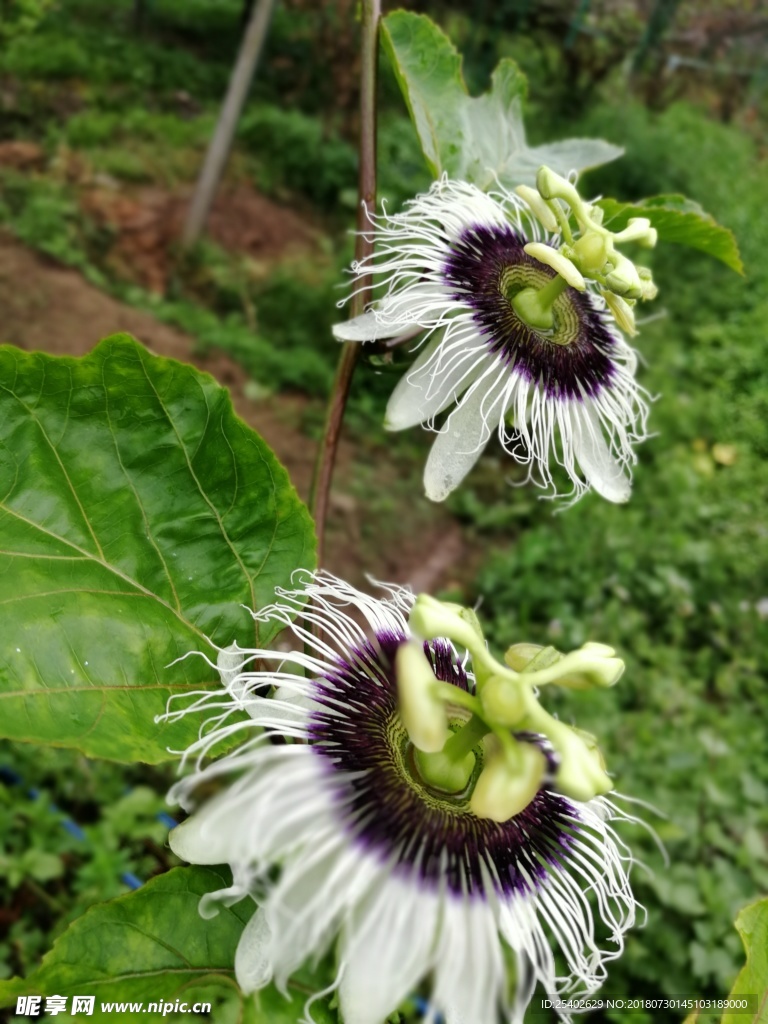 百香果花