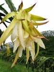 火龙果花