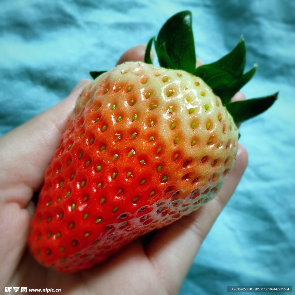 草莓