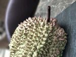 榴莲
