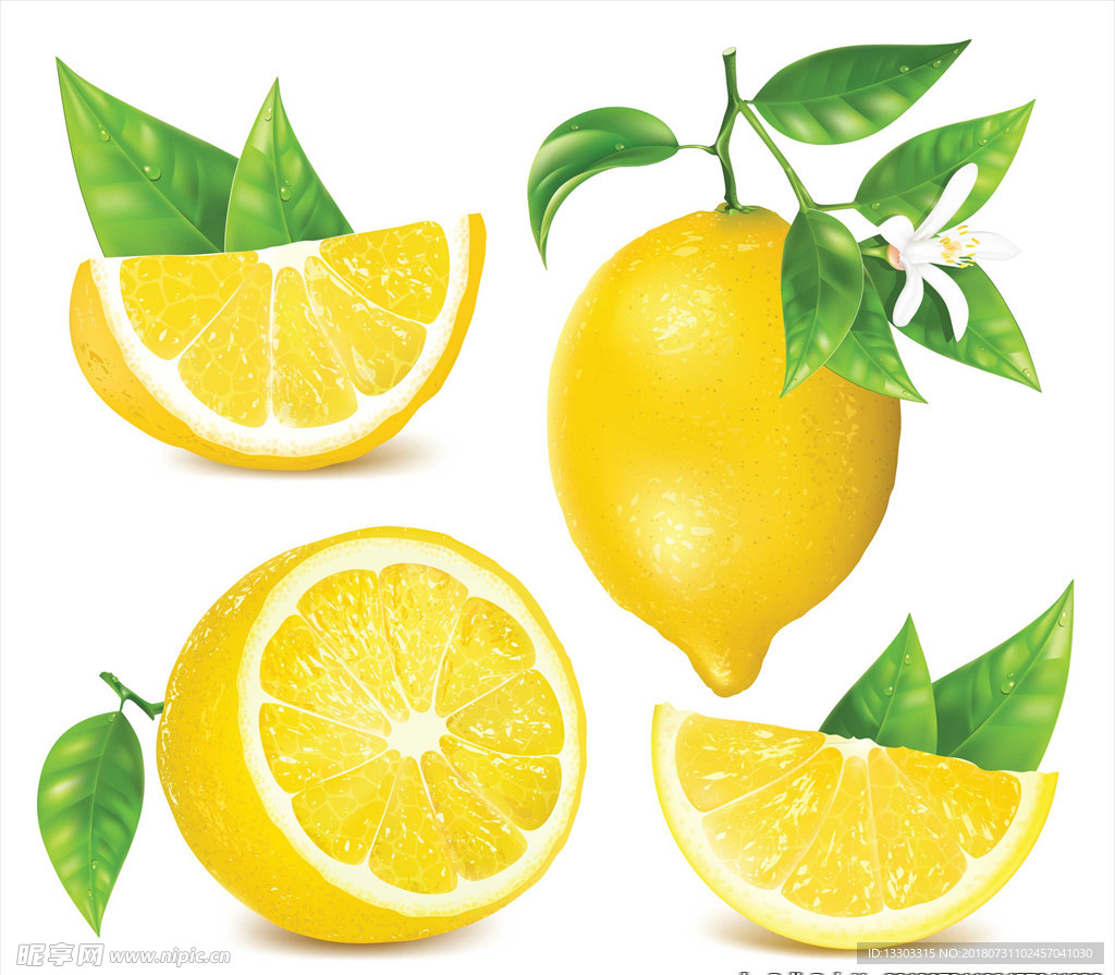 柠檬插图矢量素材