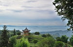 茶园风光