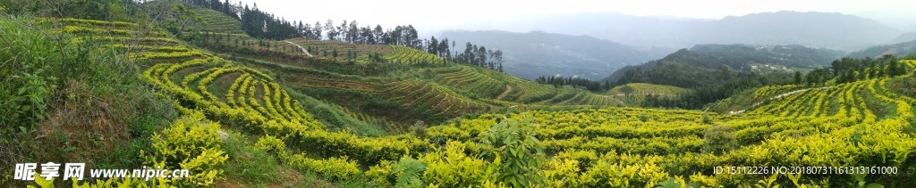 生态茶园