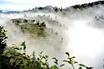生态休闲茶园 茶山晨雾