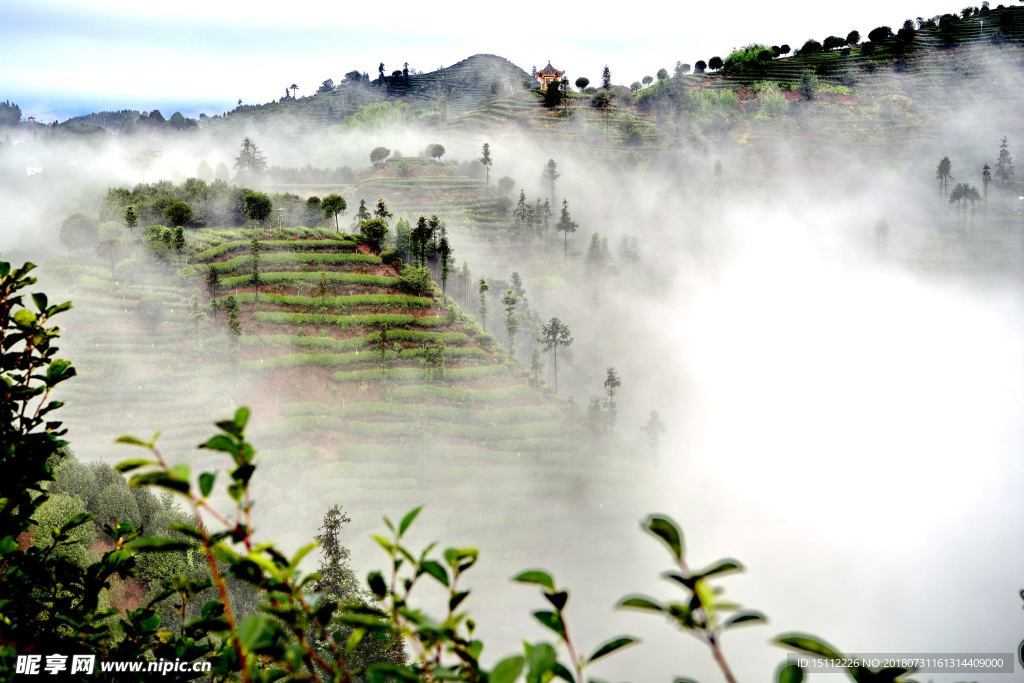 生态休闲茶园 茶山晨雾