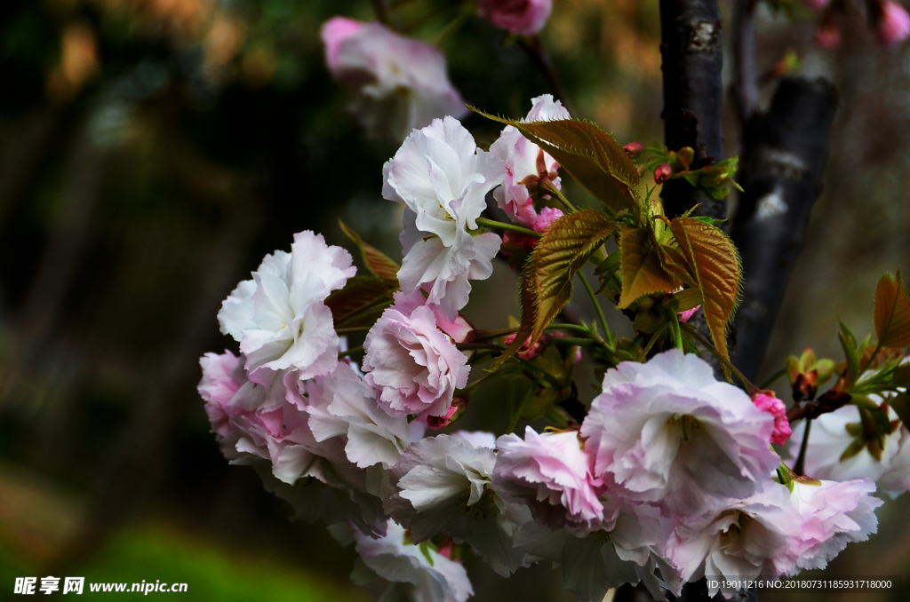 樱花