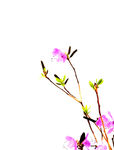 杆枝梅