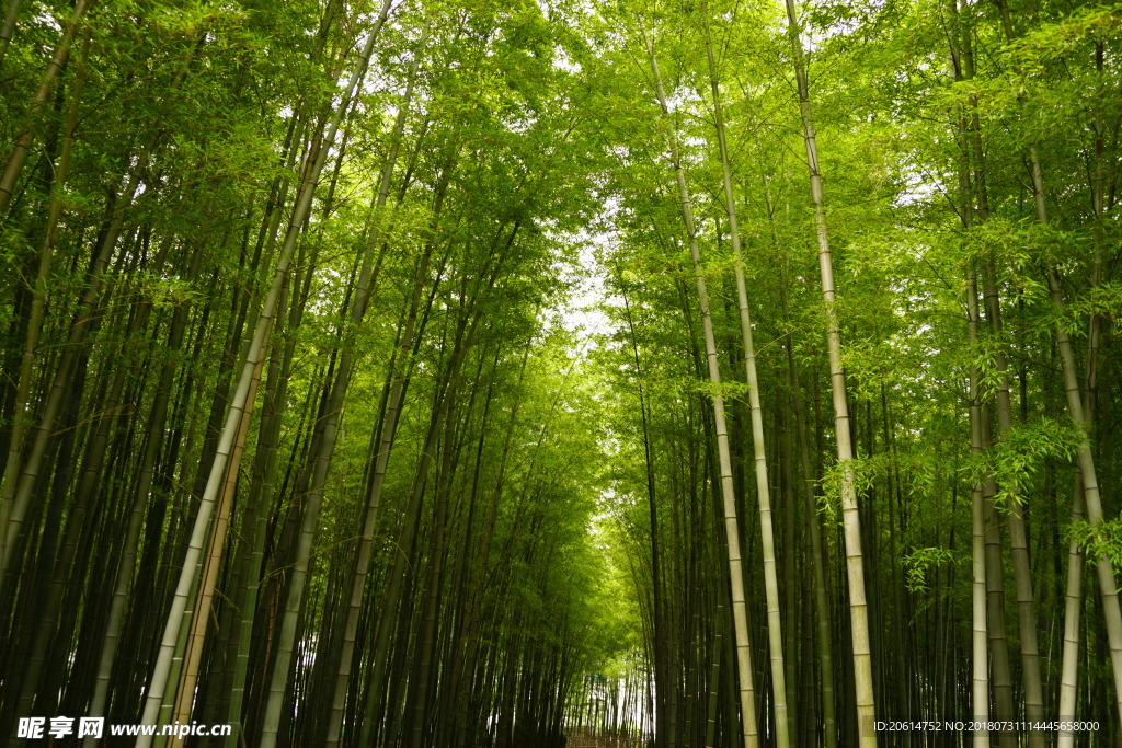 竹林美景
