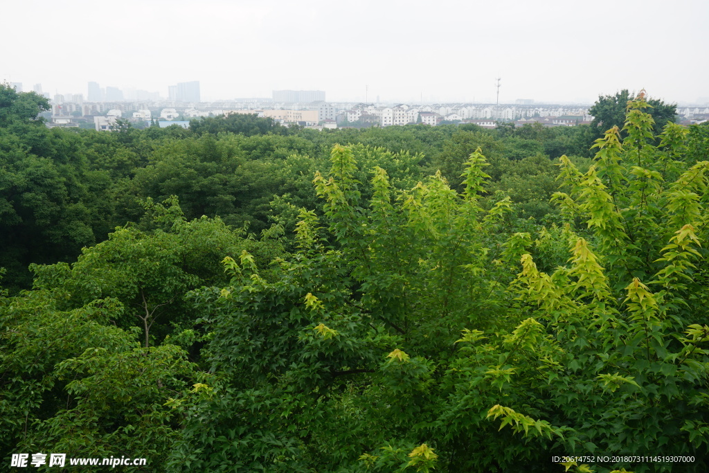 令人陶醉的绿色树林风景