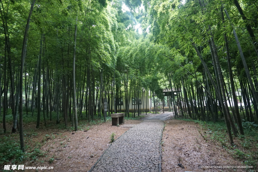 美丽的竹林风景
