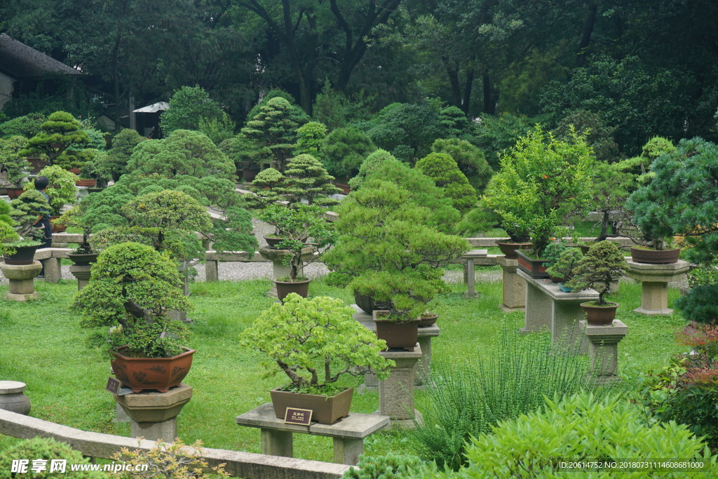 盆景观赏